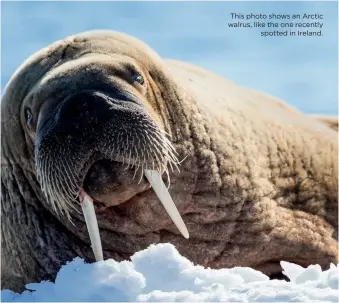  ??  ?? ANIMAL
This photo shows an Arctic walrus, like the one recently spotted in Ireland.