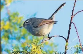  ?? Buena Vista Audubon Society ?? MOST OF THE PROPERTY will be planted with coastal sages and similar plants, such as buckwheat, that are home to the gnatcatche­r and other birds.