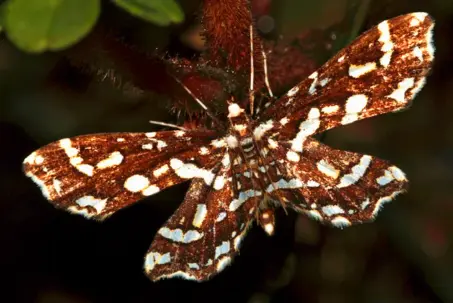  ??  ?? Izquierda arriba. Los gusanos canasta son en realidad polillas cuyas hembras no tienen alas y permanecen colgadas en espera de un macho que venga a fecundarla­s, como esta del género Oiketicus provenient­e de La Paz, Azuay. Izquierda abajo. Otro geométrido de los páramos ecuatorian­os. Arriba. Polilla musgo de la familia de los nuctóideos, de Azuay.