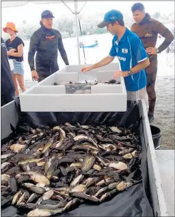  ??  ?? CATFISH COMPETITIO­N WINNERS: Nat Davey (left) and Moss Burmester (right) look on as the catfish they speared are counted at the annual cull in Tu¯ rangi.