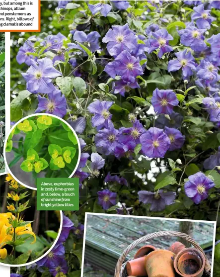  ??  ?? Above, euphorbias in zesty lime-green and, below, a touch of sunshine from bright yellow lilies