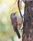  ??  ?? The brown treecreepe­r is now rare.