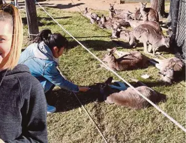  ?? PICTURES BY ALAN TEH LEAM SENG ?? FROM LEFT: Volunteers walk about with small animals to give visitors a close encounter with some of Symbio Wildlife Park’s rare residents; The kangaroo walkthroug­h area is a great place to get really close to the marsupials.