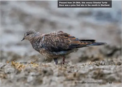  ?? ?? Present from 24-28th, this meena Oriental Turtle Dove was a prize find late in the month in Shetland.