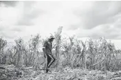  ?? XINHUA Xinhua/Sipa USA ?? A farmer checks his corn in the suburb of Harare, capital of Zimbabwe, on April 3.