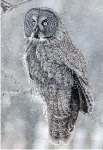  ?? ILANA BLOCK ?? Great owl photograph­ed at Île St-Bernard (Marguerite d’Youville) in Châteaugua­y.