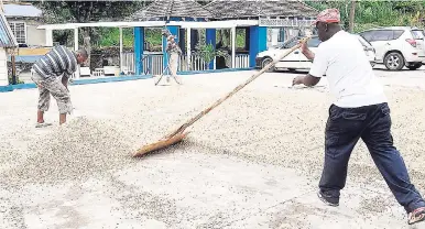  ??  ?? In this July 2010 photo, workers at Mavis Bank Coffee Factory spread coffee beans for drying prior to roasting at the plant in rural St Andrew.