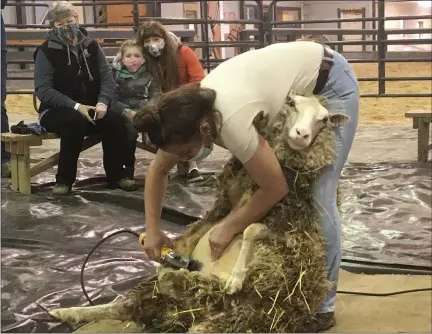  ?? BILL DEBUS - THE NEWS-HERALD ?? Kelly Mader, a livestock specialist at Lake Metroparks Farmpark, shears a Finnsheep on May 9during Farmpark’s Shearing Weekend.