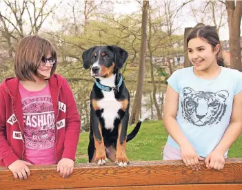  ?? FOTO: ANNA LEISTER ?? Der vier Monate alte Schweizer Sennenhund Kalle soll den Kindern und Jugendlich­en im Regenbogen­haus ein Freund, ein Zuhörer und ein Lernhelfer sein. Kuscheln, toben und Tricks üben können die Kinder mit ihm natürlich auch.