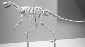  ??  ?? A skeleton of the proto-dinosaur Marasuchus, a squirrel-sized carnivore that likely walked on all fours but ran on two legs.