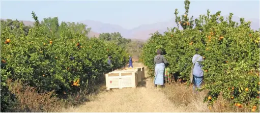  ?? LINDI BOTHA ?? Working conditions on citrus farms are under the spotlight after a Rosa Luxemburg Foundation report stated that conditions were below par.