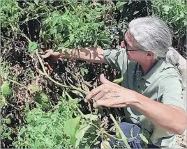  ?? Jeanette Marantos ?? TOM YOST of Carol Gardens in Riverside demonstrat­es how aggressive pruning can spur some tomato plants to deliver a second crop in late summer and fall.