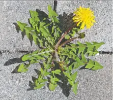  ?? ?? Dandelion leaves are rich in vitamins A, B1, B2 and C.