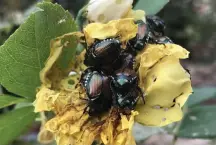  ?? Betty Cahill, Special to The Denver Post ?? Japanese beetles devour a bloom in late August.