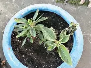  ?? (Special to the Democrat-Gazette) ?? Sunpatiens can thrive in a container set in sun or semishade; they need more water in the sun but die in waterlogge­d soil.