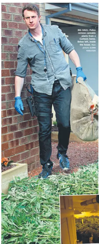  ?? Main picture: GLENN FERGUSON ?? BIG HAUL: Police remove cannabis plants from a Curlewis home. Below left, inside the house.