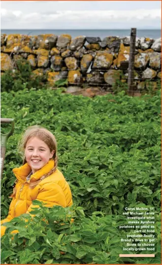  ??  ?? Carys Melton, 11, and Michael Jarvis investigat­e what makes Ayrshire potatoes so good as part of food producer Scotty Brand’s drive to get Scots to choose locally-grown food
