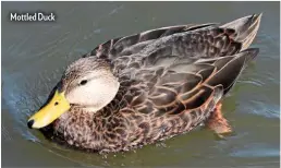  ??  ?? Mottled Duck