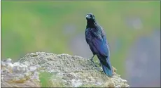  ?? Photograph: RSPB. ?? A juvenile raven perched on a cliff top in Scotland in May.