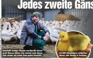  ?? ?? Innerhalb weniger Monate werden die Gössel groß: Marcus Kühne (34) rechnet auch dieses Jahr wieder mit einem Gans-guten Geschäft. 443 800 Gänseküken schlüpften dieses Jahr bereits in Sachsen.