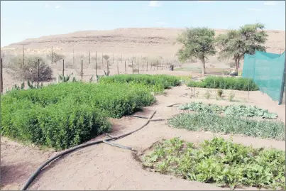  ??  ?? Food secure… A garden set up by farmers in Daweb constituen­cy.
