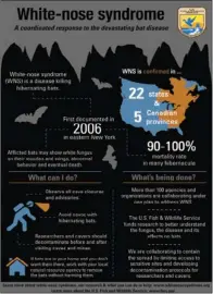  ??  ?? To slow the spread of white-nose syndrome in Arkansas, all caves in the national forests are closed, with the exception of Blanchard Springs Caverns in Stone County.