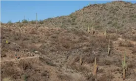  ?? Photograph: Caitlin O’Hara/The Guardian ?? A runner passes saguaro that were burned in a wildland fire in early 2020 in Cave Creek, Arizona.