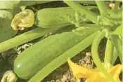  ?? AMY DAVIS/BALTIMORE SUN ?? Zucchini may evade most of the squash bug and cucumber beetle invasions if planted a couple or so weeks late.