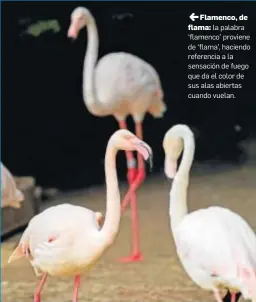  ??  ?? JFlamenco, de flama: la palabra ‘flamenco’ proviene de ‘flama’, haciendo referencia a la sensación de fuego que da el color de sus alas abiertas cuando vuelan.