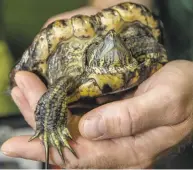  ?? NICK KOZAK FOR THE TORONTO STAR ?? Shelter manager Marc Ouellette shows off one of the turtles at Little RES Q, a reptile rescue specializi­ng in red-eared sliders.