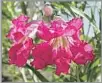  ?? Maureen Gilmer ?? CHILOPSIS (desert willow) are frilly f lowered small trees.