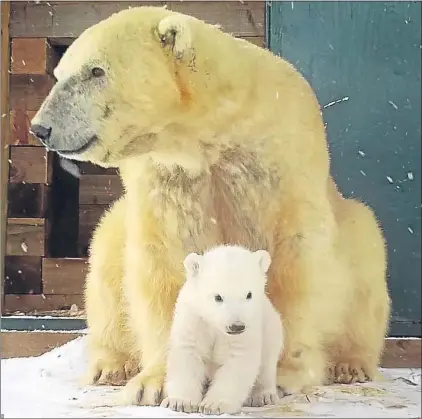  ??  ?? What’s all this white stuff? The cub takes its first steps into the outside world to explore the snow