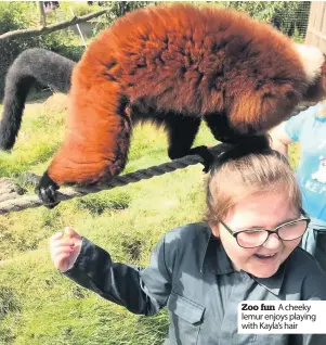  ??  ?? Zoo fun A cheeky lemur enjoys playing with Kayla’s hair