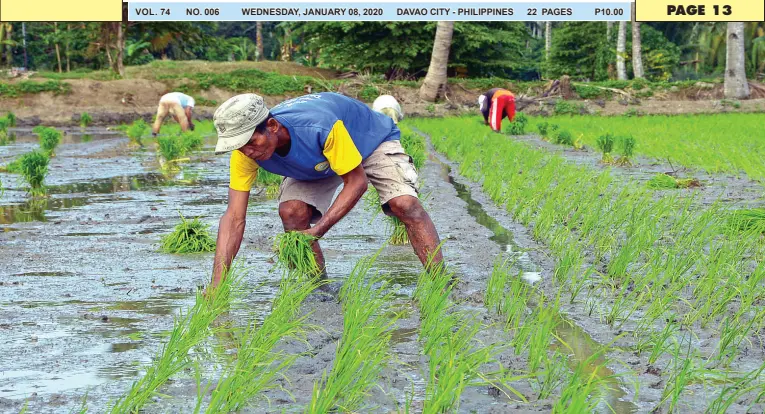  ??  ?? FARMERS in Hagonoy, Davao del Sur plant rice to take advantage of the rainy weather. BING GONZALES