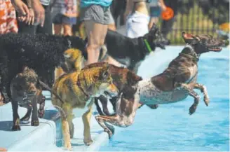  ?? Photos by Helen H. Richardson, The Denver Post ?? Dogs enjoy jumping into the water at Berkeley Pool on Sunday. As summer comes to an end, many pools open up their pools for local dogs to enjoy cooling off and playing with other dogs in the water.