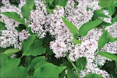  ??  ?? Lilacs do well in the northern tier of counties but don’t get enough chilling farther south. (Special to the DemocratGa­zette/Janet B. Carson)