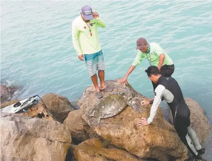  ?? EFRÉN LÓPEZ ?? Fue localizada por un surfista mar adentro y logró llevarla hasta el malecón.