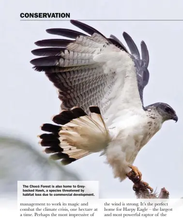  ??  ?? The Chocó Forest is also home to Greybacked Hawk, a species threatened by habitat loss due to commercial developmen­t.