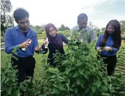  ?? PIC COURTESY OF UPM ?? The members of the research group (from left), Dr. Muhammad Nazmin,Dr. Suraya, Muhammad Zhafir and Dr. Tan Tong Ling testing the photosynth­esis enhancer spray on plant leaves.