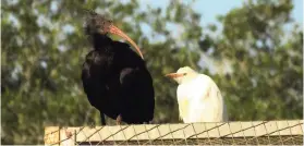  ?? KK/CHÚSS FERNÁNDEZ ?? Die Rosegger Waldrappe machen in Andalusien auch Bekanntsch­aft mit anderen Vogelarten