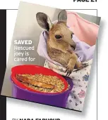  ??  ?? Rescued joey is cared for