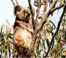  ?? Photo: Contribute­d ?? NATIVE TREASURES: Koalas are one of the native species at Redwood Park threatened by dogs off their leashes.