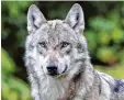  ?? Foto: dpa ?? Im Allgäu geht seit Wochen die Angst vor dem Wolf um.