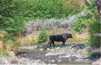  ?? ROBIN SILVER/CENTER FOR BIOLOGICAL DIVERSITY VIA AP ?? A feral bull walks along the Gila River in the Gila Wilderness in southweste­rn New Mexico in July 2020.