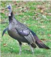  ?? STAFF PHOTO BY ROBIN RUDD ?? A male wild turkey, in breeding plumage, struts along Mocassin Bend Road as his harem remains at the edge of the forest in March 2023.