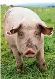  ?? Foto: dpa ?? Dieses Schwein wird im Freiland aufge zogen – das tut ihm gut, ist aber nicht die Regel. Und es kostet mehr.