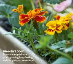  ?? ?? Summer’s gold
French marigolds are quick-growing,long-lasting and a bright spot anywhere!