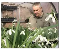  ?? The Washington Post/ADRIAN HIGGINS ?? Snowdrop grower John Lonsdale in the greenhouse at his nursery, Edgewood Gardens, in Exton, Pa.