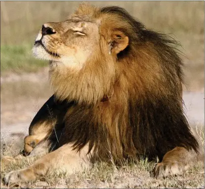  ?? Picture: AJ LOVERIDGE/REUTERS ?? MANE CHARACTER: Cecil was killed by a big game hunter; below, TV presenter Chris Packham