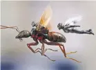  ?? MARVEL ?? Science has informed the realm of ‘‘Ant-Man and the Wasp.’’